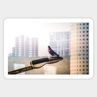 Urban dove on street lamp Sticker